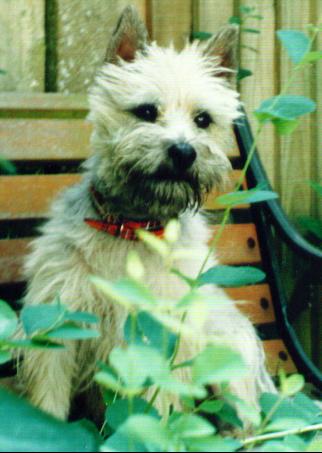 barney on the bench at barkway